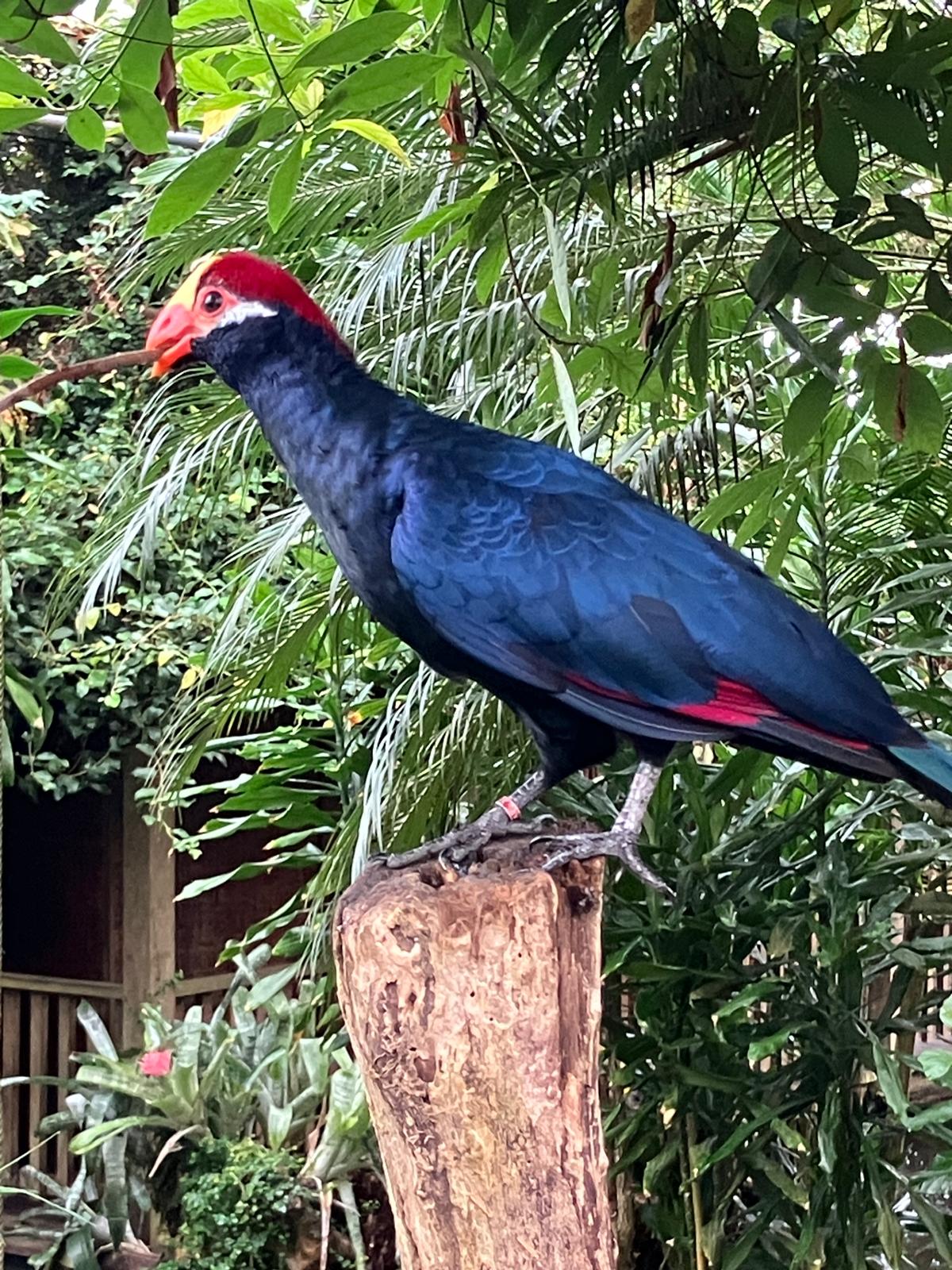 Foto 5 bij artikel "Uitje naar de Orchideenhoeve in Luttelgeest".